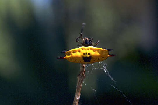 Image of Gasteracantha quadrispinosa O. Pickard-Cambridge 1879