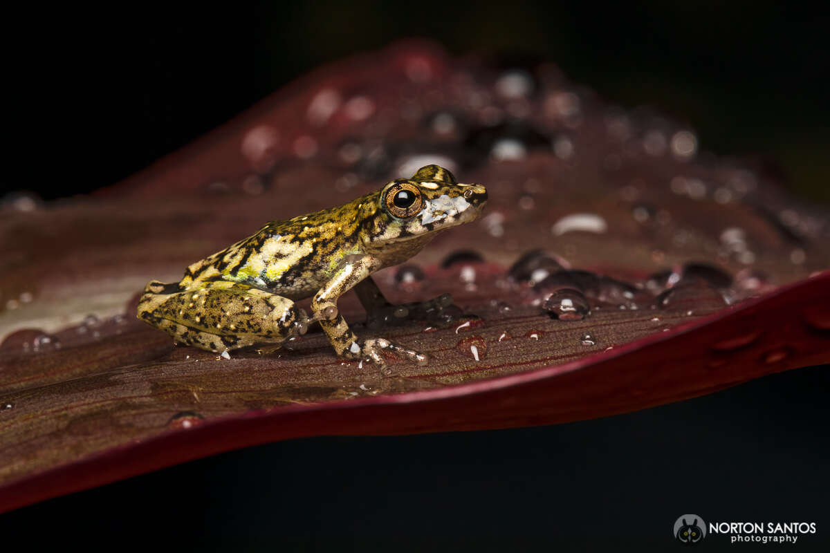 Image of Rio Mutum Snouted Treefrog