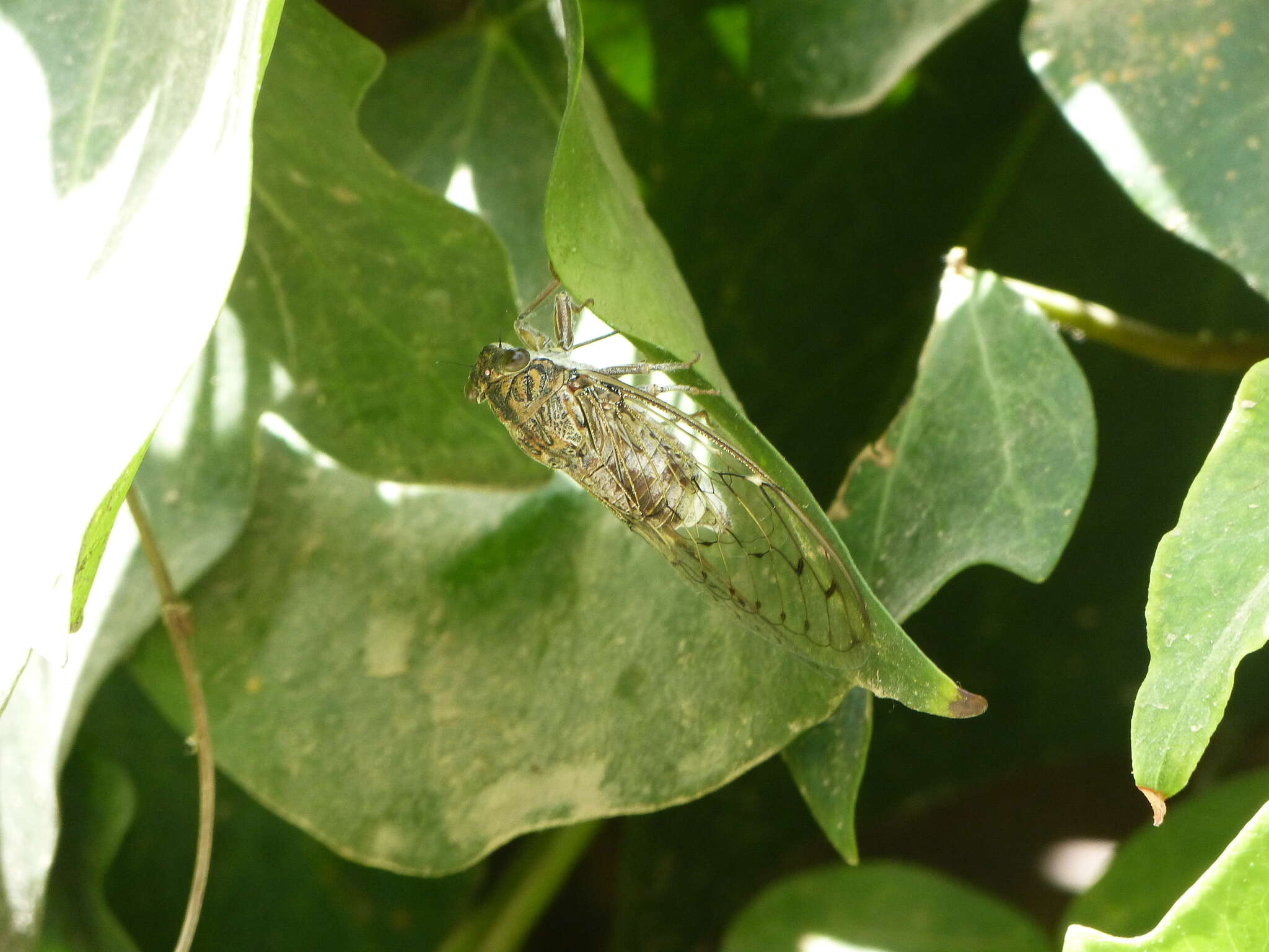 Sivun Cicada barbara (Stal 1866) kuva