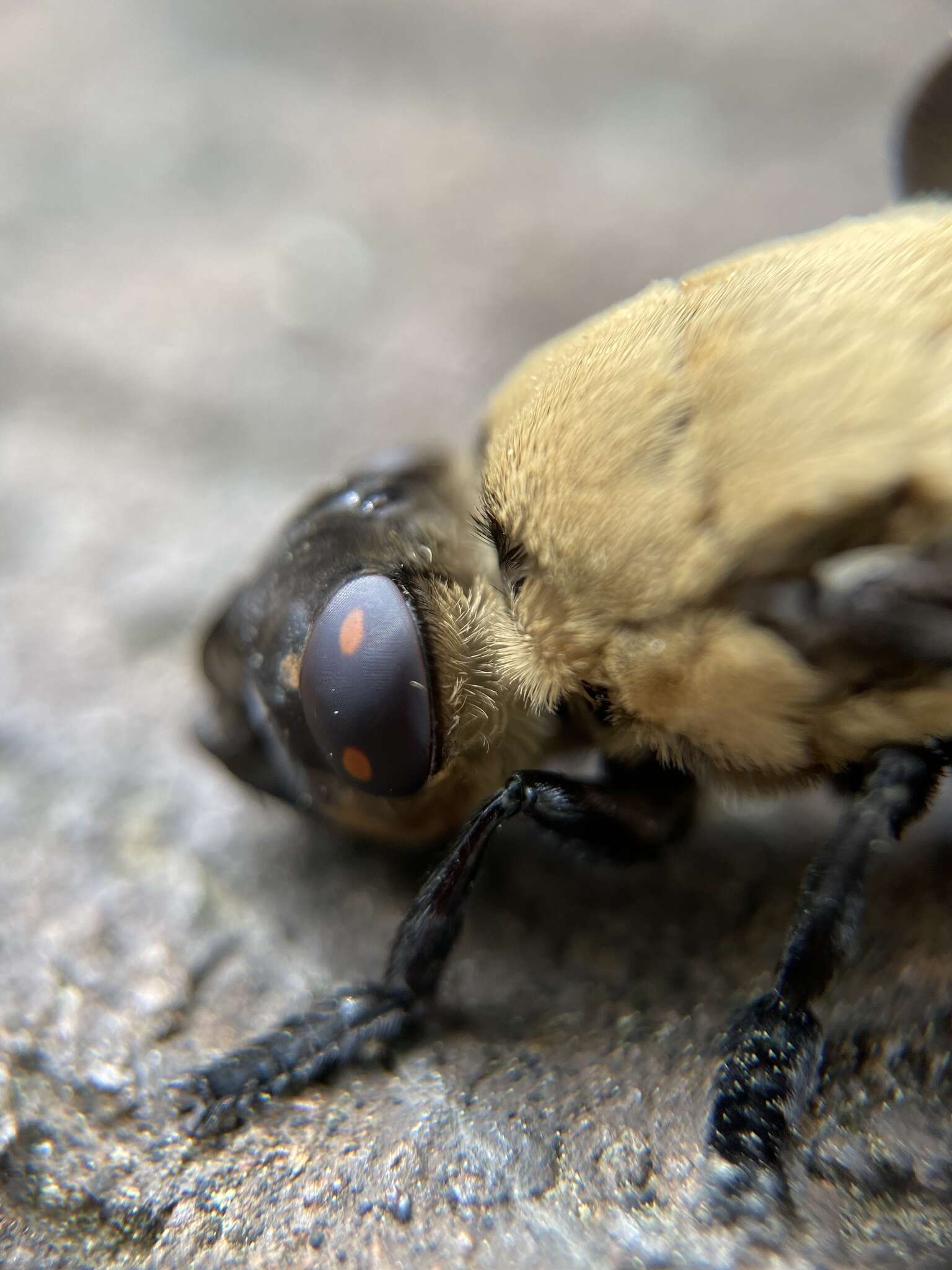 Sivun Cuterebra abdominalis Swenk 1905 kuva