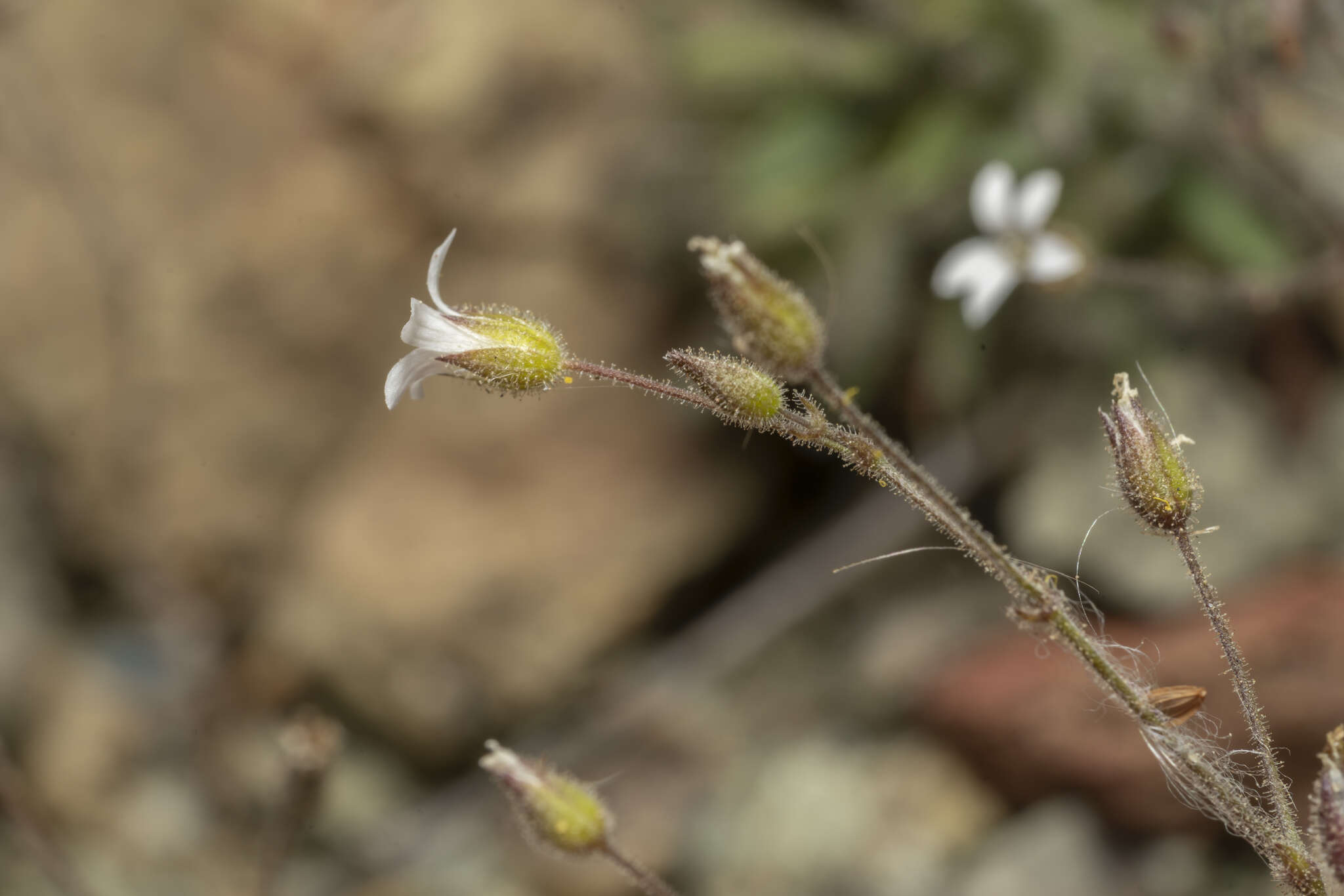 Image of Arenaria rhodia Boiss.