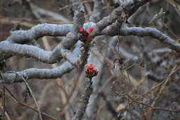 Image of Jatropha macrantha Müll. Arg.