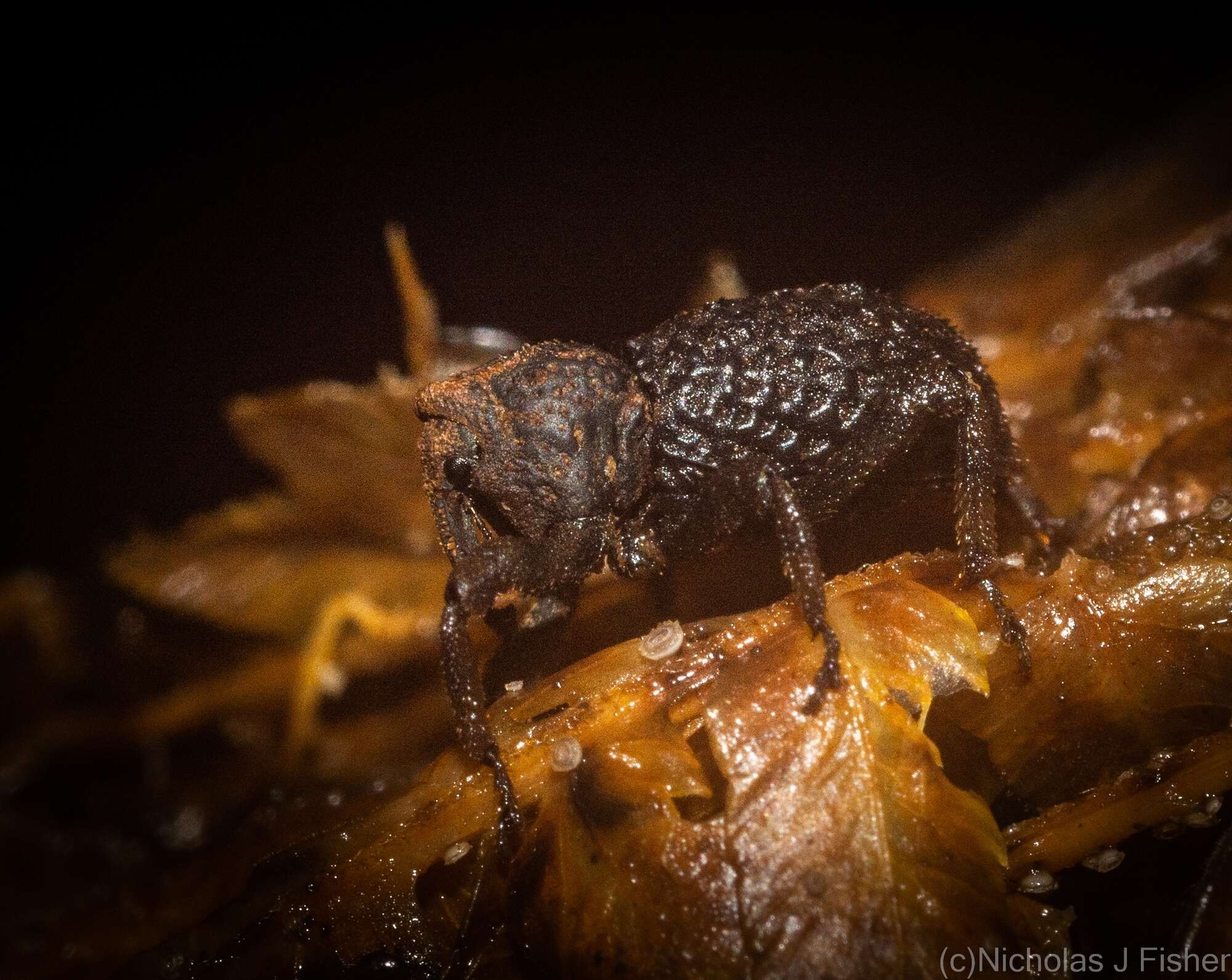 Image of Poropterus cavirostris Lea 1897