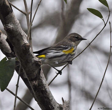 Image of Setophaga coronata coronata (Linnaeus 1766)