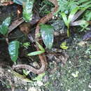 Image of Bothrocophias campbelli (Freire-Lascano 1991)