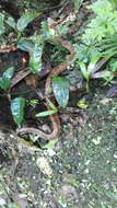 صورة Bothrocophias campbelli (Freire-Lascano 1991)