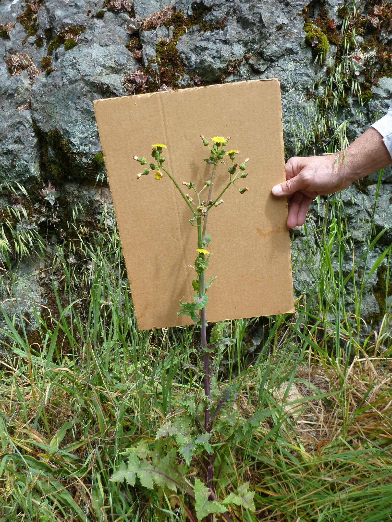 Слика од Sonchus asper (L.) Hill