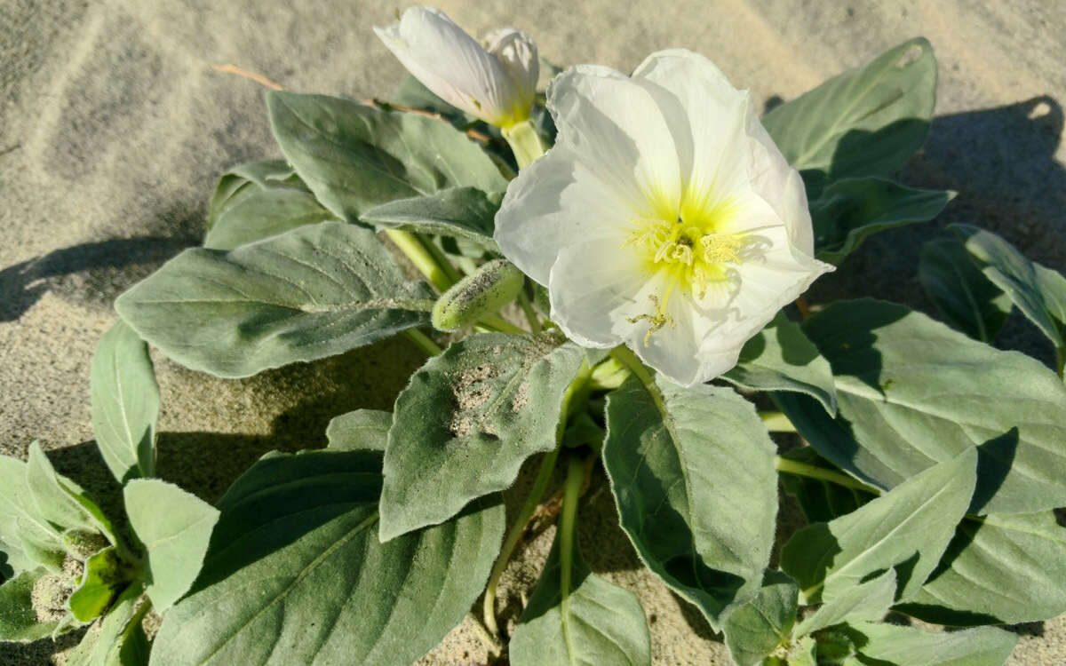 Imagem de Oenothera deltoides Torr. & Frem.