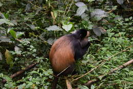 Image of Golden monkey