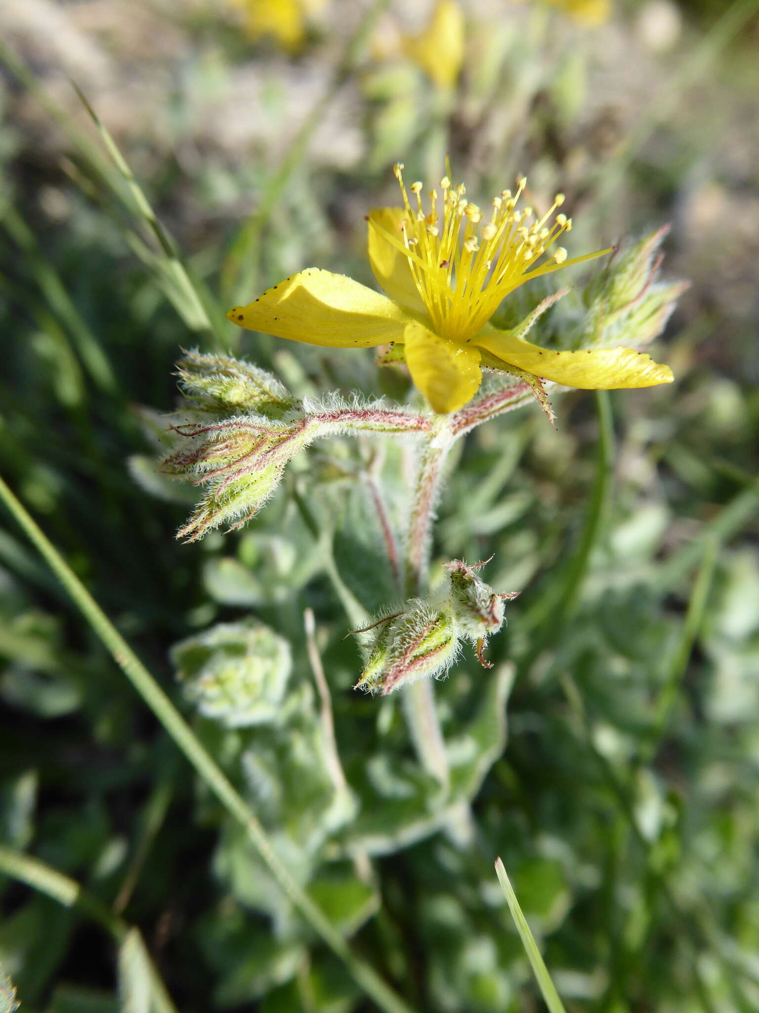 Image of Hypericum tomentosum L.