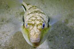 Image of Brush-tail toadfish