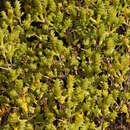 Sivun Tecticornia triandra (F. Müll.) K. A. Sheph. & Paul G. Wilson kuva