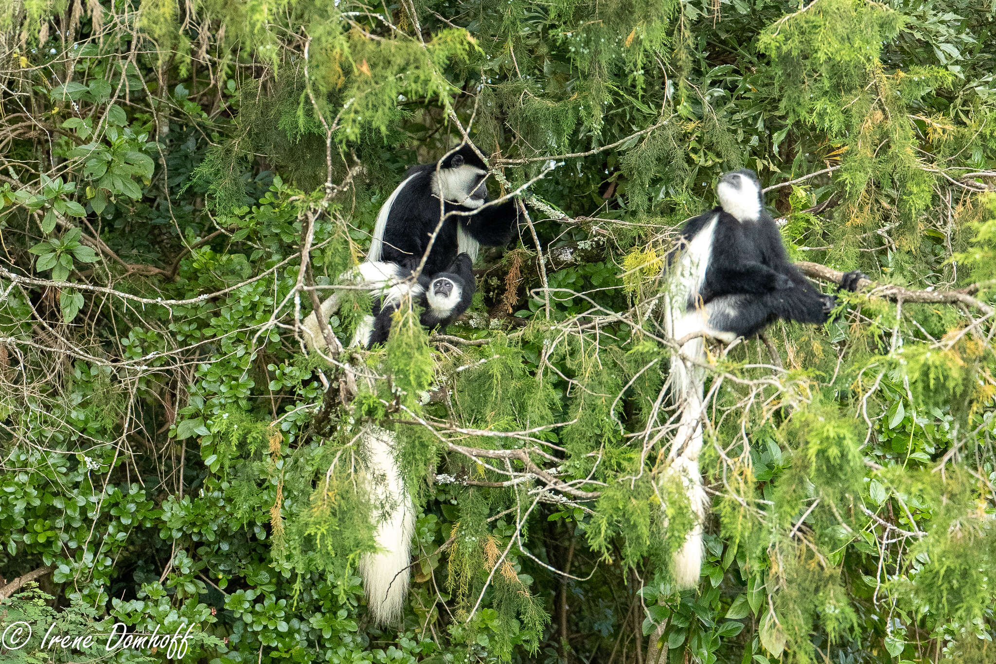 Image of Colobus guereza kikuyuensis Lönnberg 1912