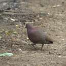 Image of Malagasy Turtle-Dove (Comoros)