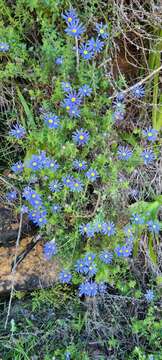 Image of Felicia aethiopica subsp. aethiopica