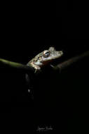 Image of Boulenger's Snouted Treefrog