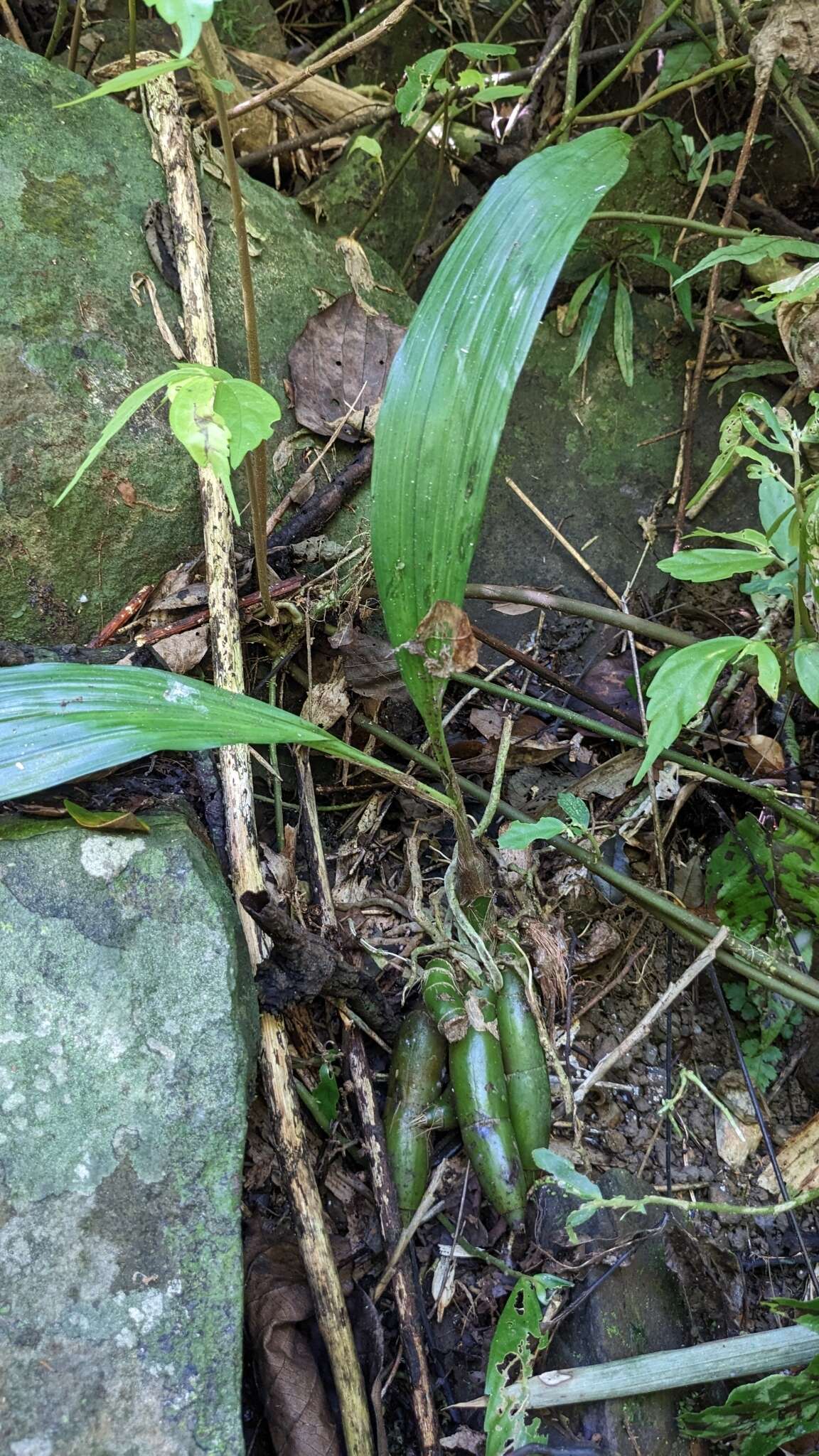 Sivun Eulophia pulchra (Thouars) Lindl. kuva