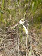 Image of Yellow spider orchid