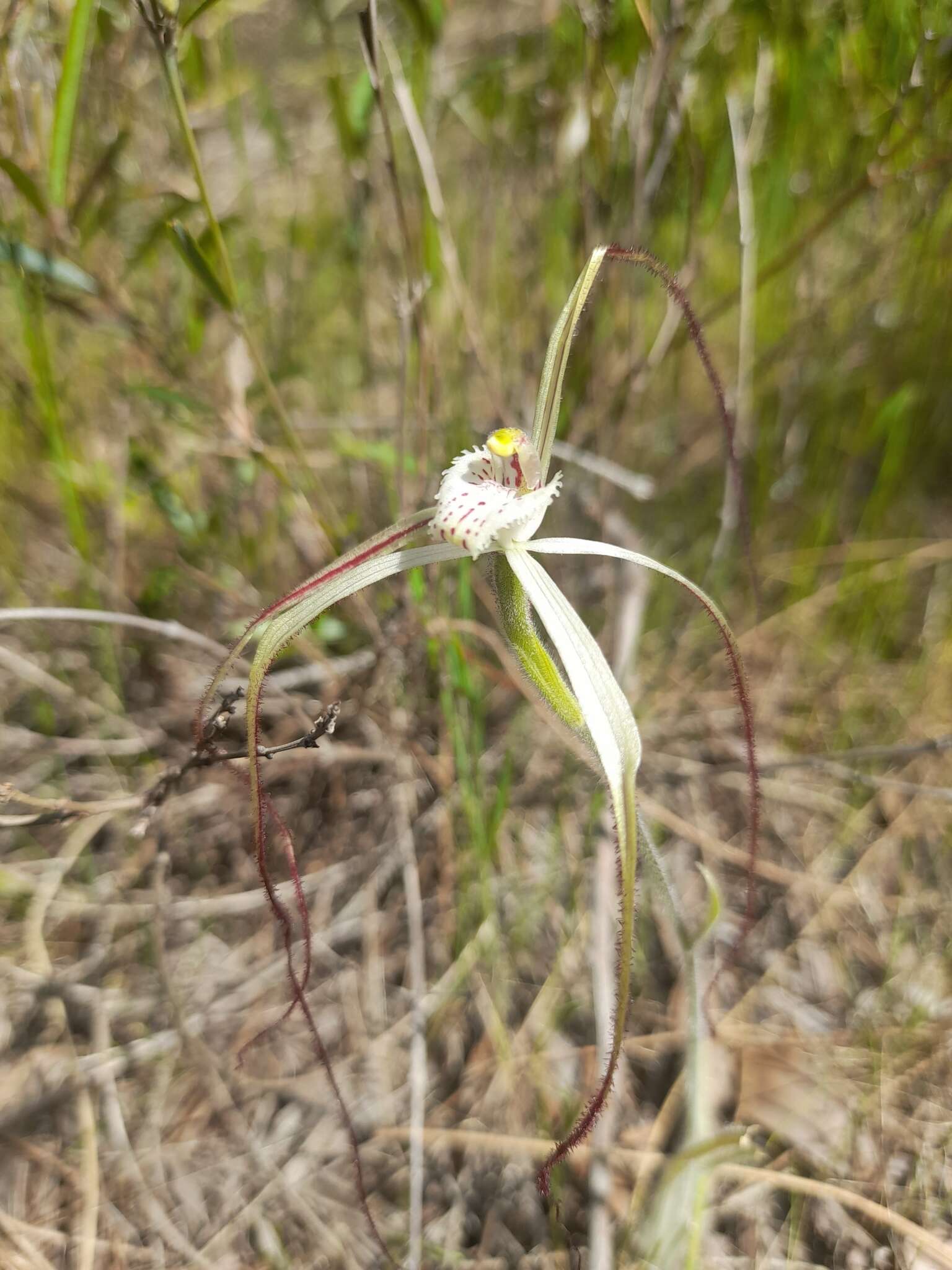 Image of Yellow spider orchid