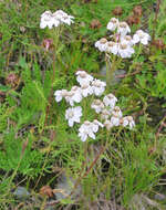 Achillea erba-rotta subsp. moschata (Wulfen) I. B. K. Richardson resmi