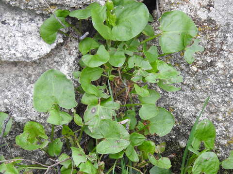 Image of Rumex induratus Boiss. & Reuter