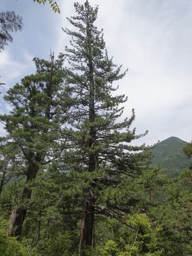 Image of Koyamaki