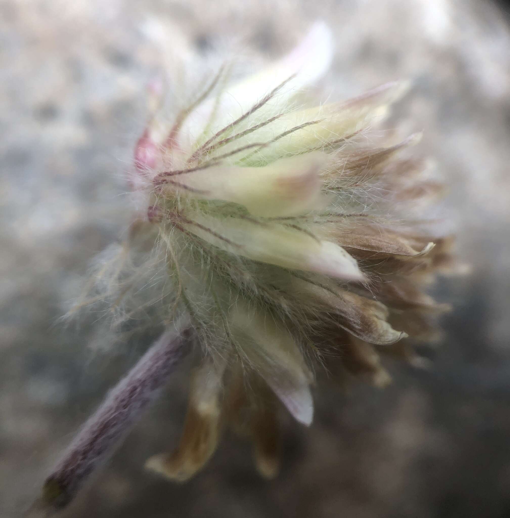 Image of Woolly-Head Clover