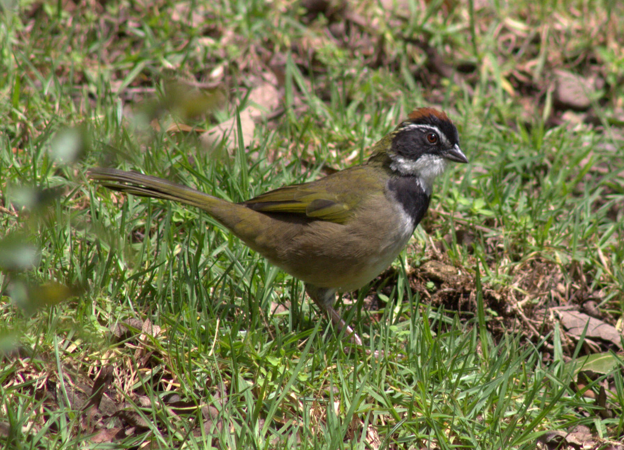 Image de Tohi à collier