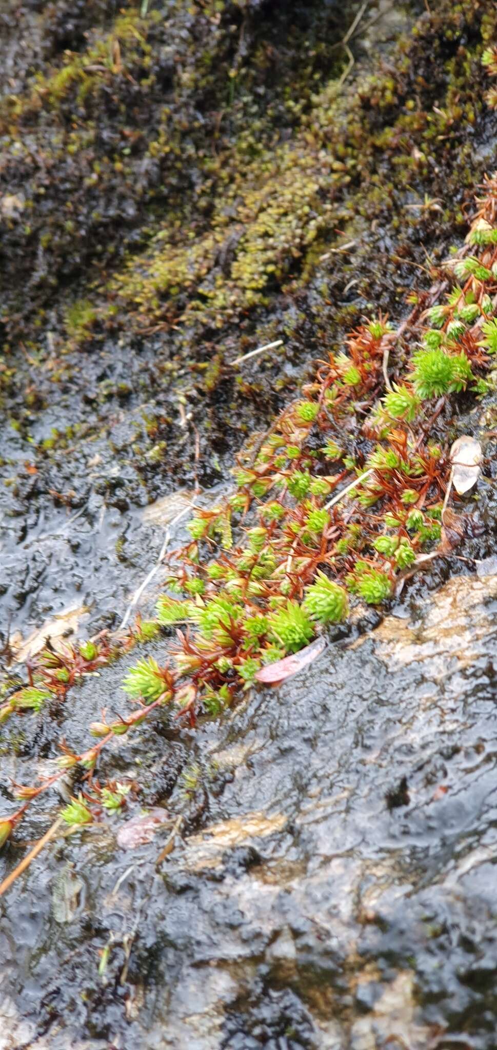 Слика од Saxifraga hypnoides L.