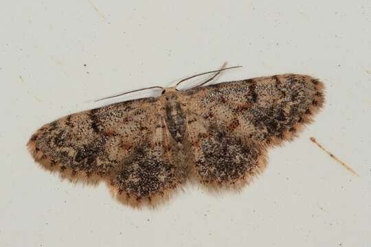 Image of Idaea ferrilinea Warren 1900