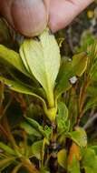 Image de Coprosma serrulata Hook. fil. ex Buchanan