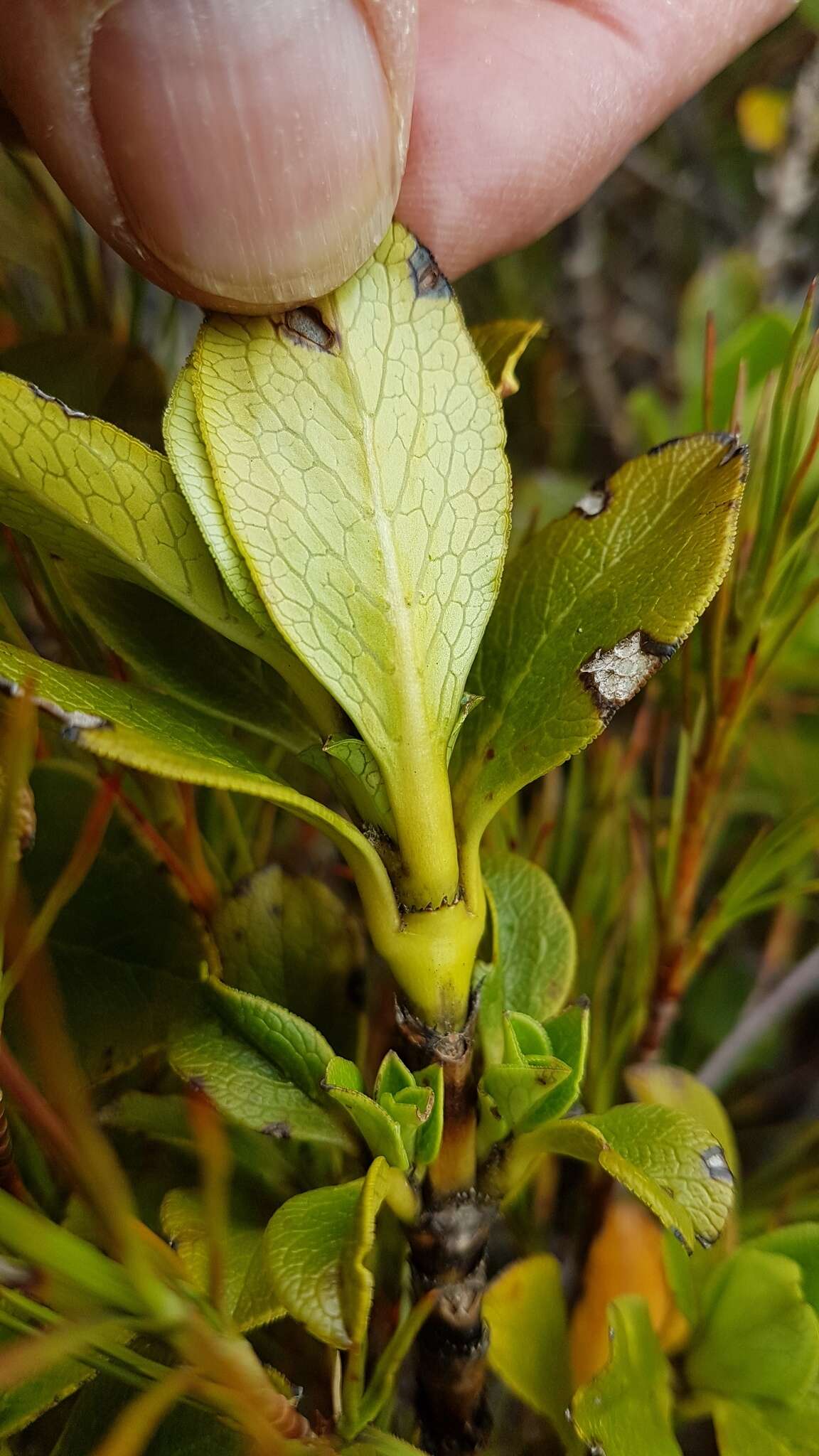 Image de Coprosma serrulata Hook. fil. ex Buchanan