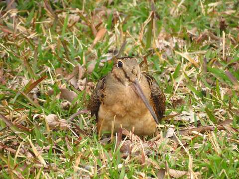 Image of Woodcock