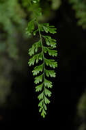 Image of spleenwort