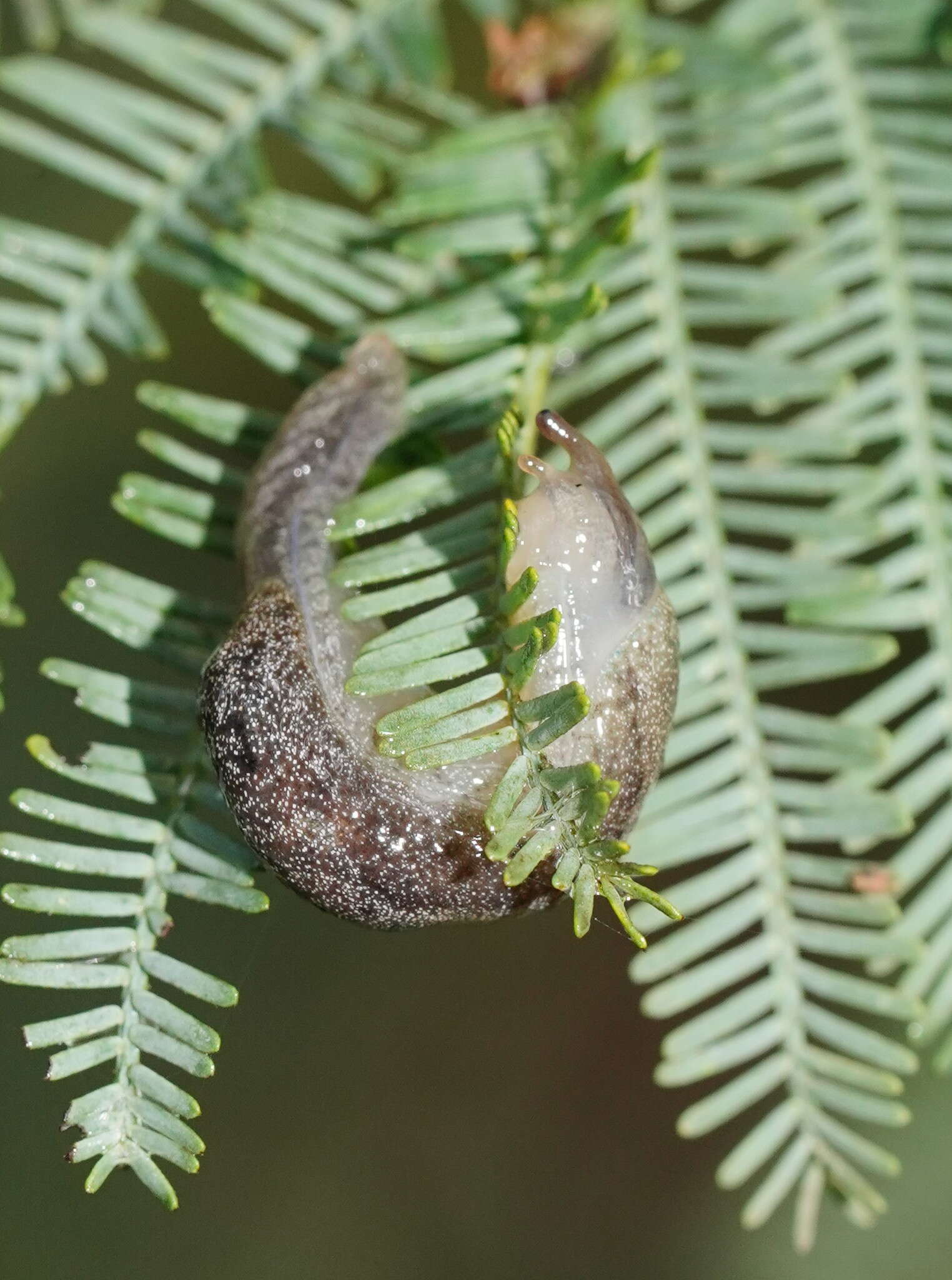 Image of Cystopelta purpurea Davies 1912