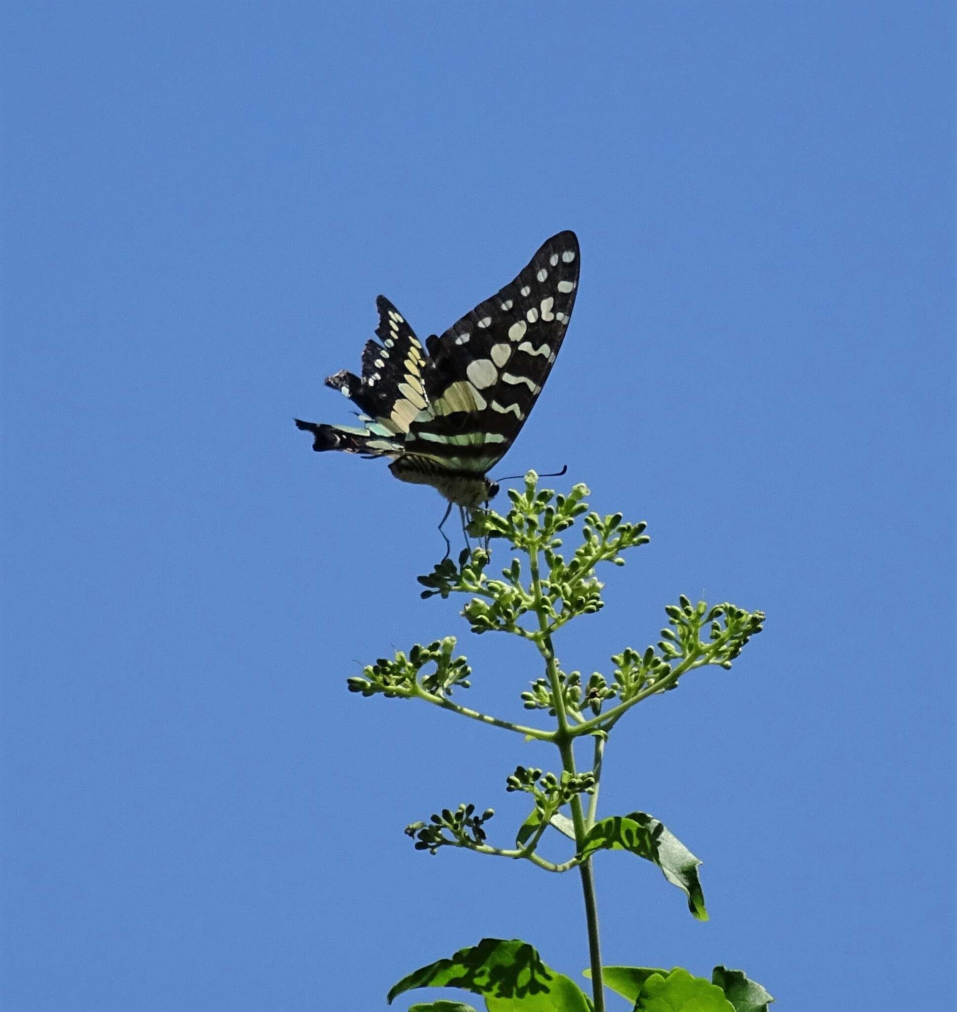 Graphium porthaon (Hewitson 1865)的圖片