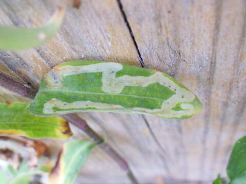 Image of Liriomyza commelinae Frost 1931