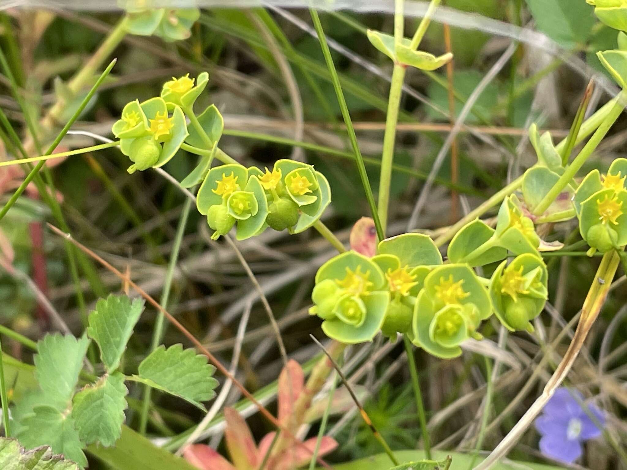 Euphorbia portlandica L. resmi