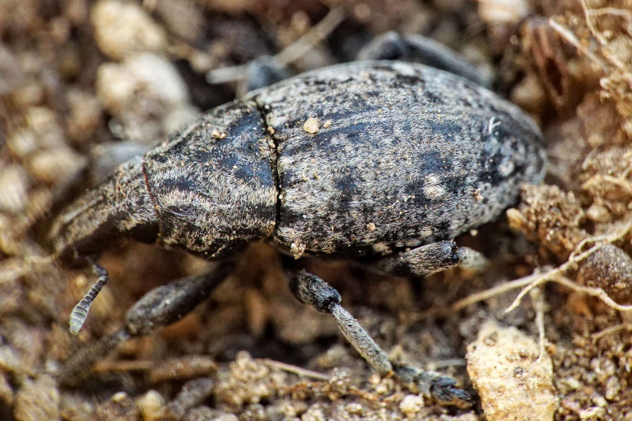 Image of Leucophyes pedestris