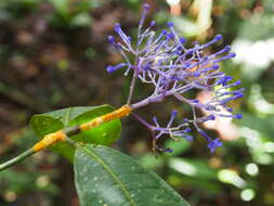 Faramea suerrensis (Donn. Sm.) Donn. Sm.的圖片