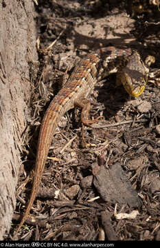Image of Los Coronados Alligator Lizard