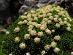 Plancia ëd Psychrophyton subulatum (Hook. fil.) Beauv.