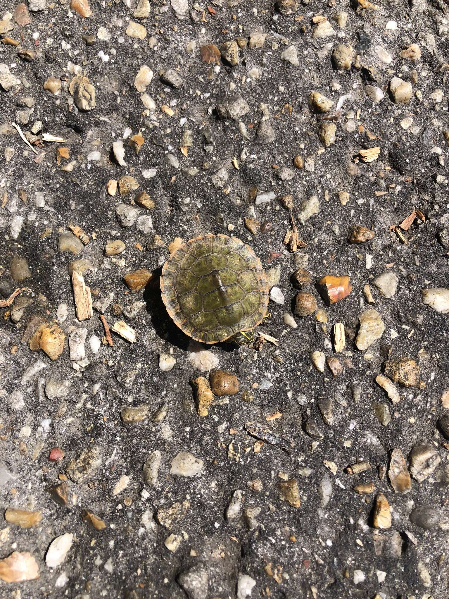 Image of Alabama Redbelly Turtle