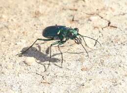 Image de Cicindela (Cicindela) pimeriana Le Conte 1867