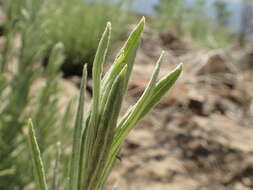 Image of Wright's cudweed