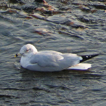 Image of Ring-billed Gull