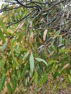 Image of Eucalyptus rodwayi R. T. Baker & H. G. Smith