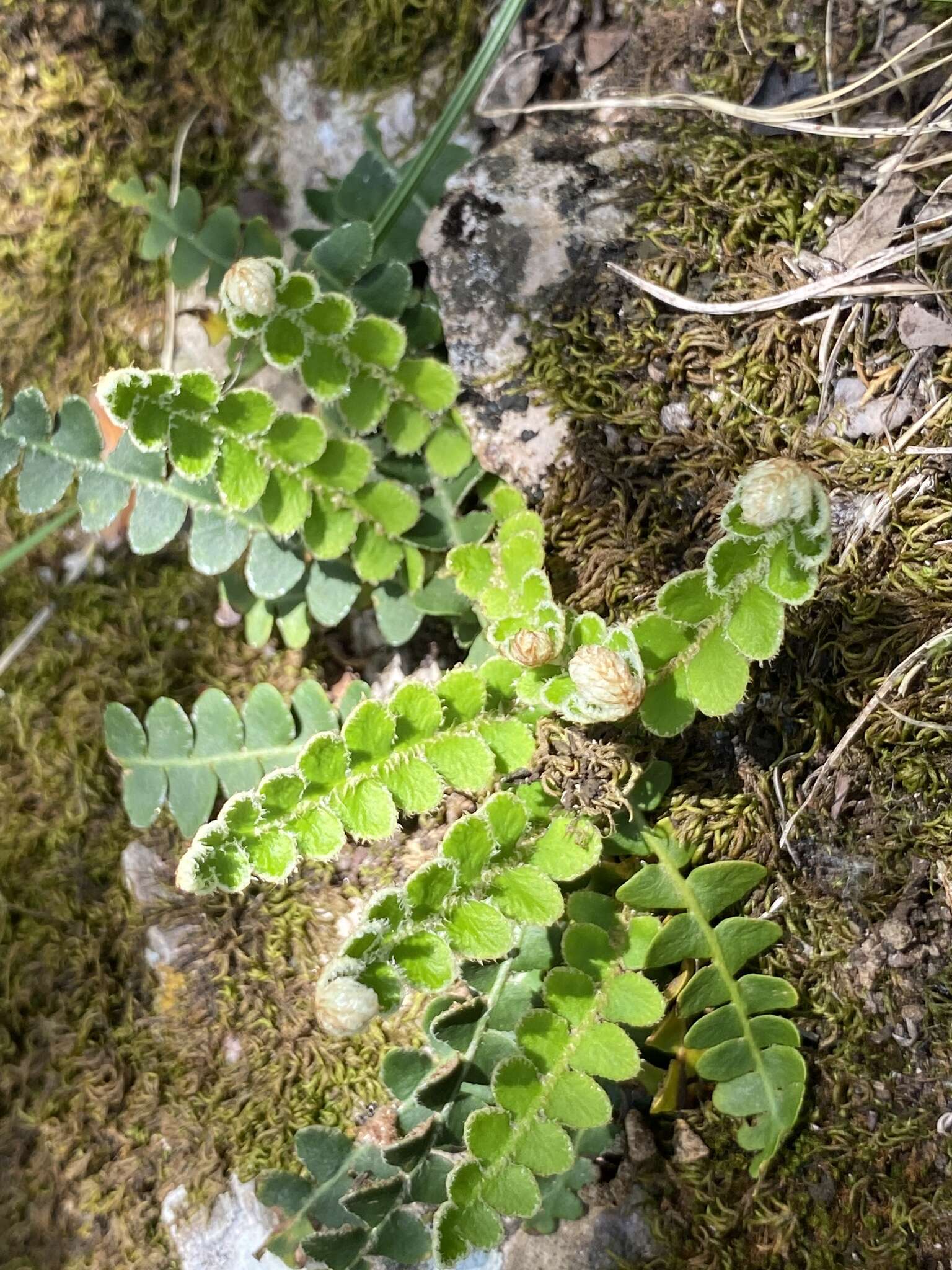 Plancia ëd Asplenium ceterach subsp. ceterach