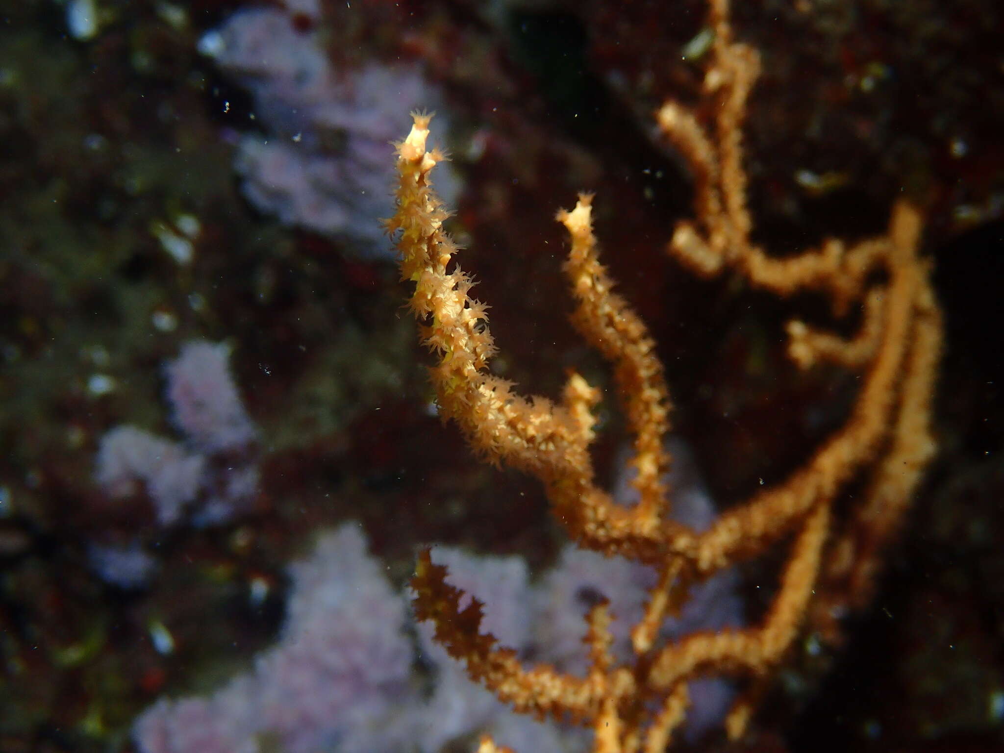 Image of yellow gorgonian