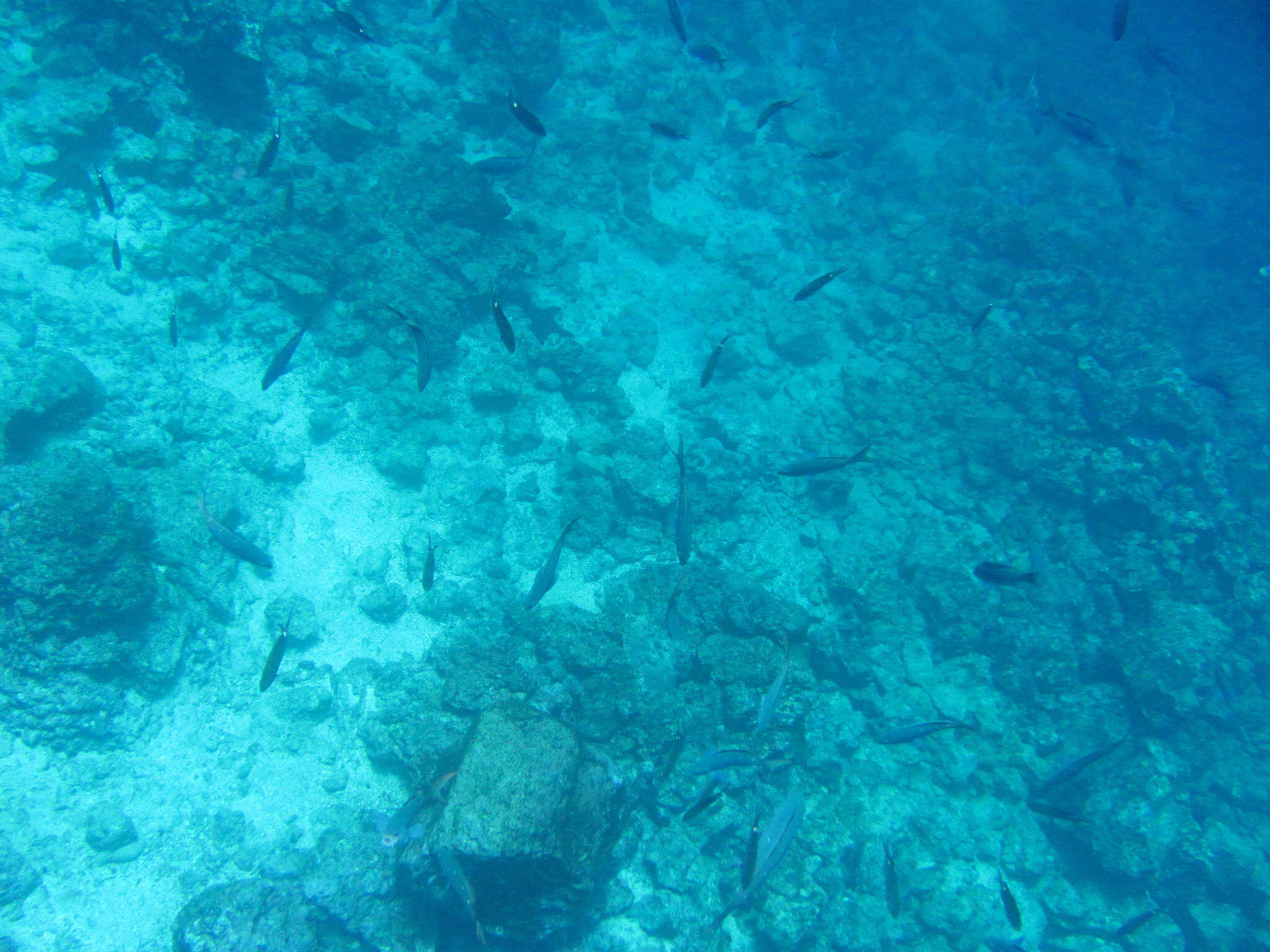 Image of Scissortail damselfish